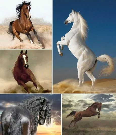 Fondo de pantalla con caballos - Imagui