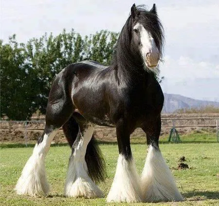 Imágenes de Caballos | BloggerGifs