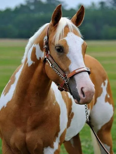 Imágenes de Caballos | BloggerGifs