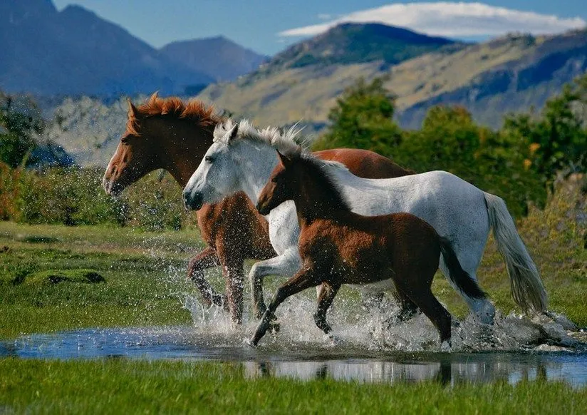 Imagenes de caballos bonitos | Imagenes Para Compartir