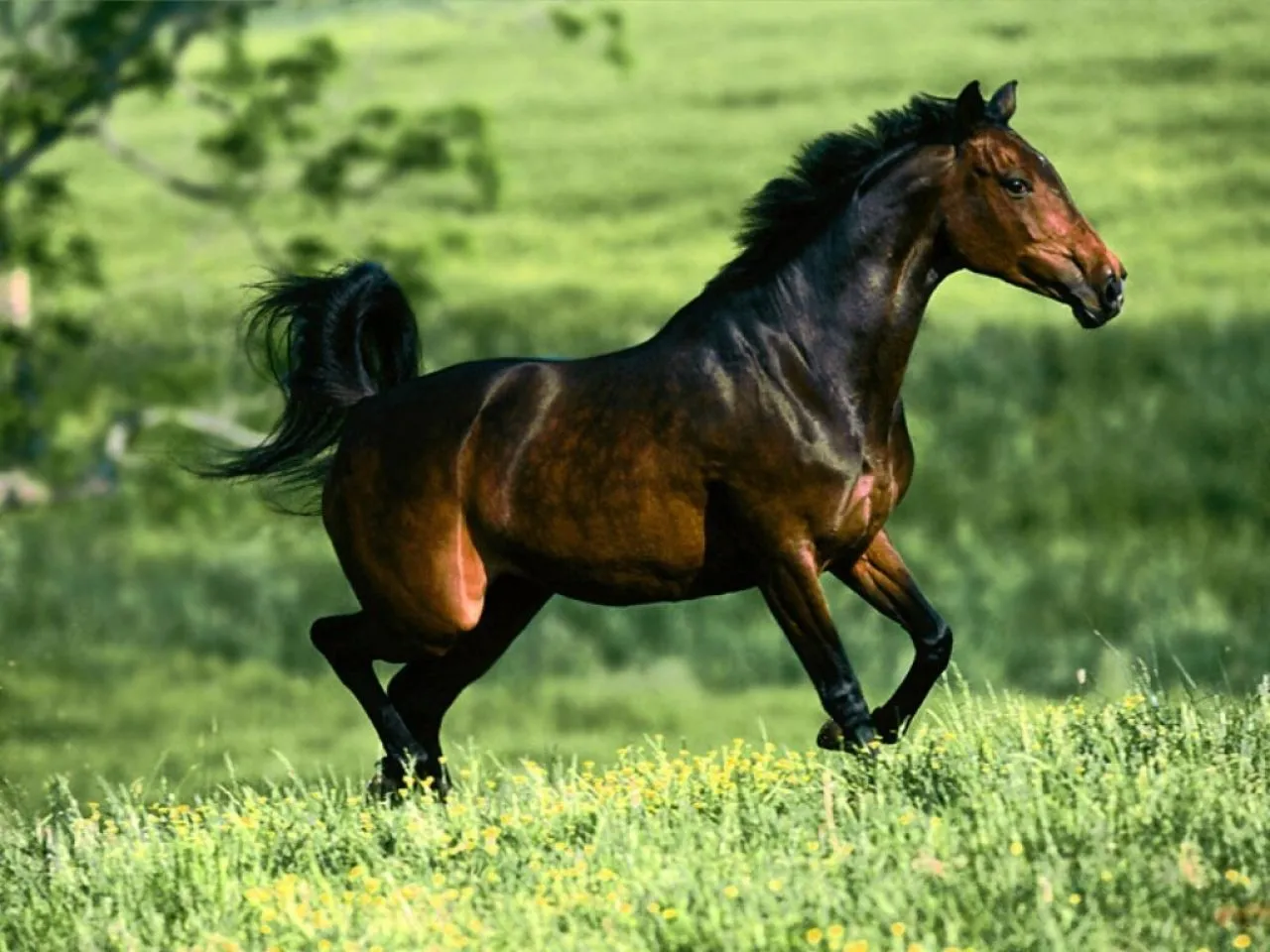 Imagenes de Caballos para descargar Blog De Fotografias | Imagenes ... Imagenes de Caballos para descargar Blog De Fotografias | Imagenes ...