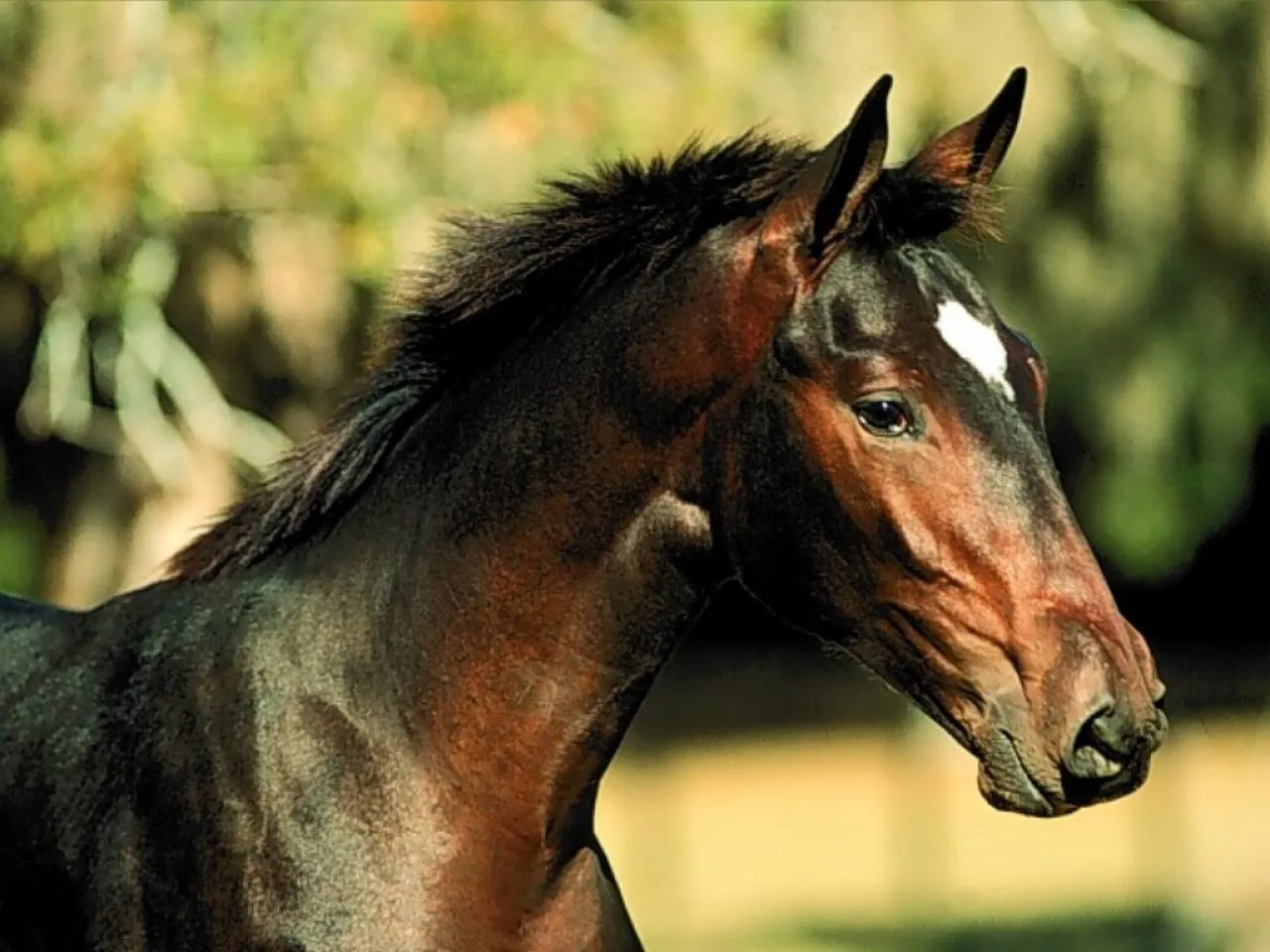 Imagenes de Caballos para descargar Blog De Fotografias | Imagenes ...