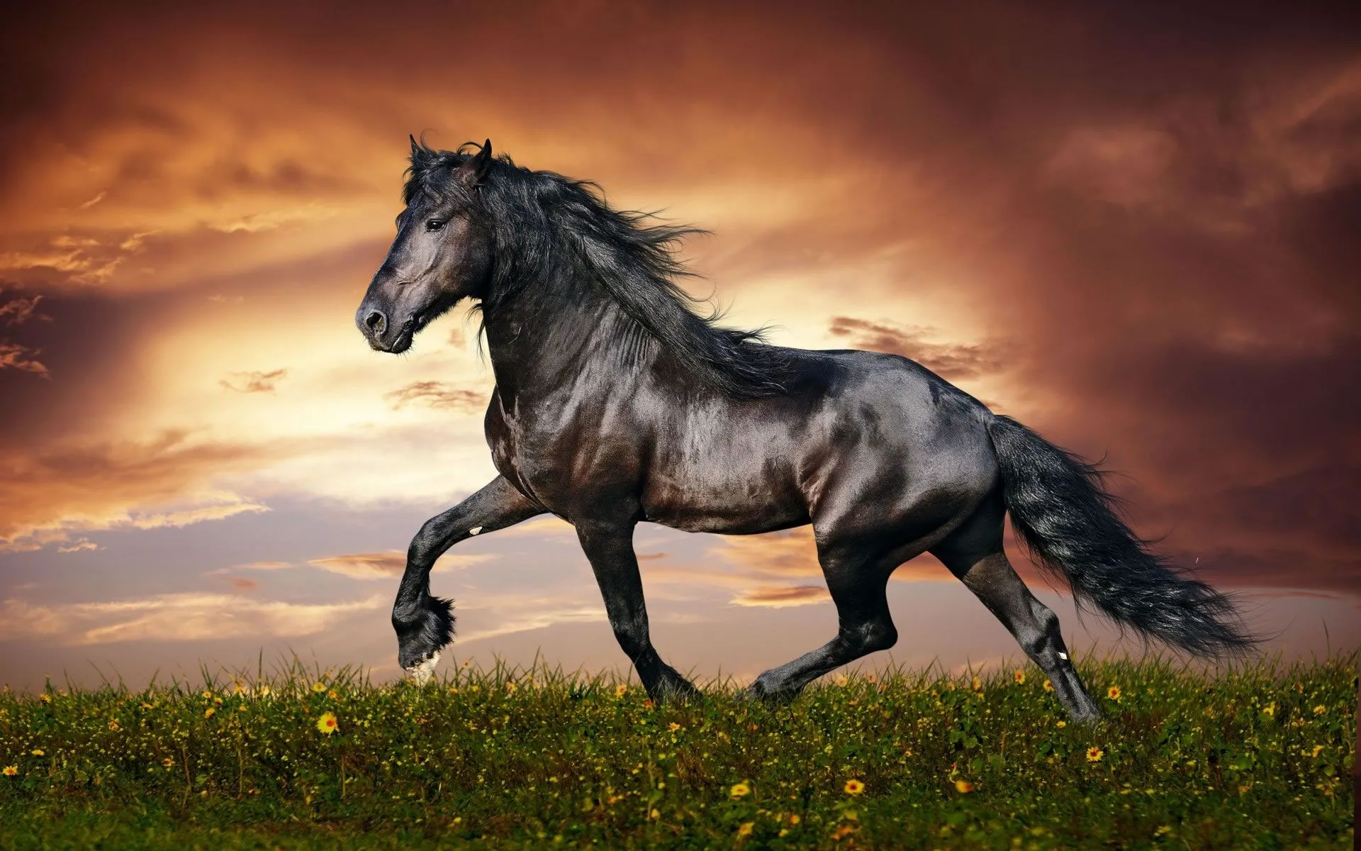 Imágenes de Caballos para fondo de Escritorio. - Wallpapers ... Imágenes de Caballos para fondo de Escritorio. - Wallpapers ...