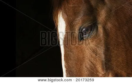 Imágenes de Los Caballos, fotos stock e ilustraciones | Bigstock