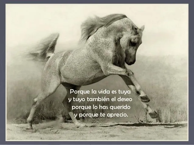 Amor por los caballos frases - Imagui
