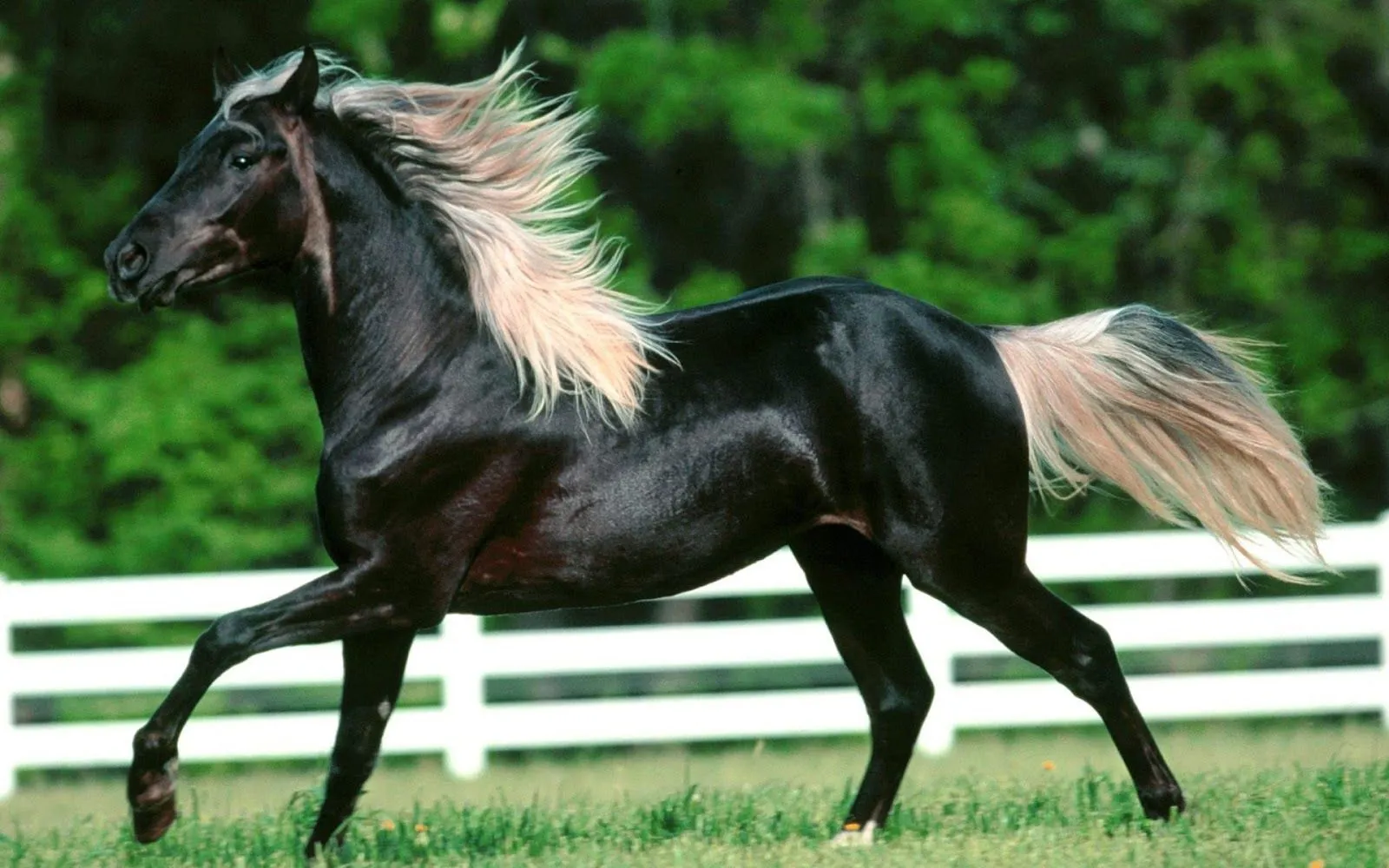 IMAGENES DE CABALLOS: IMAGEN CABALLO NEGRO CRIN BLANCA