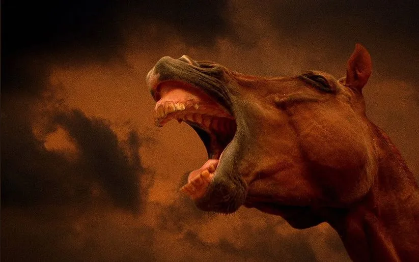 IMAGENES DE CABALLOS: IMAGEN CABALLO RELINCHANDO IMAGENES DE CABALLOS: IMAGEN CABALLO RELINCHANDO