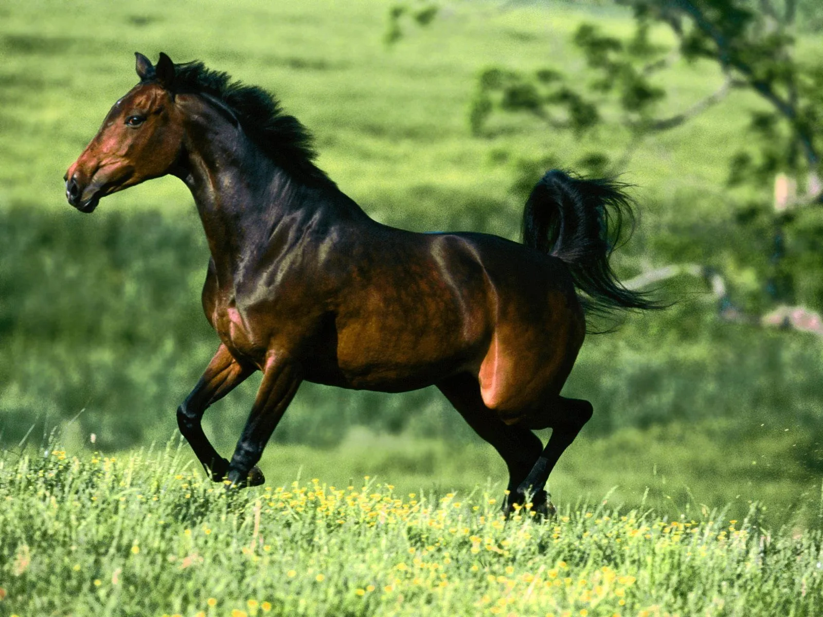 IMAGENES DE CABALLOS: IMAGEN CABALLO SALVAJE EN LA PRADERA