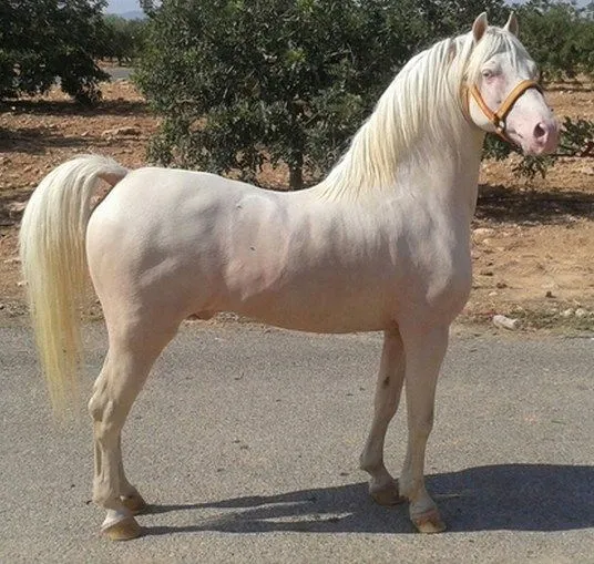 Imagenes De Caballos Reales | Imagenes Para Compartir Imagenes De Caballos Reales | Imagenes Para Compartir