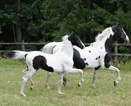 Caballo pinto - Imagui