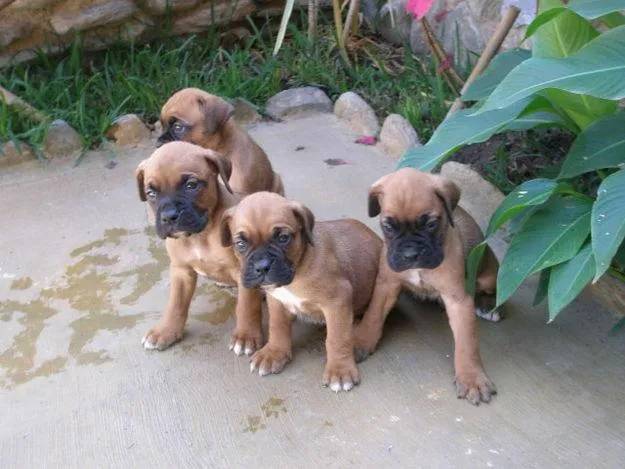 Imágenes de cachorritos boxer - Imagui