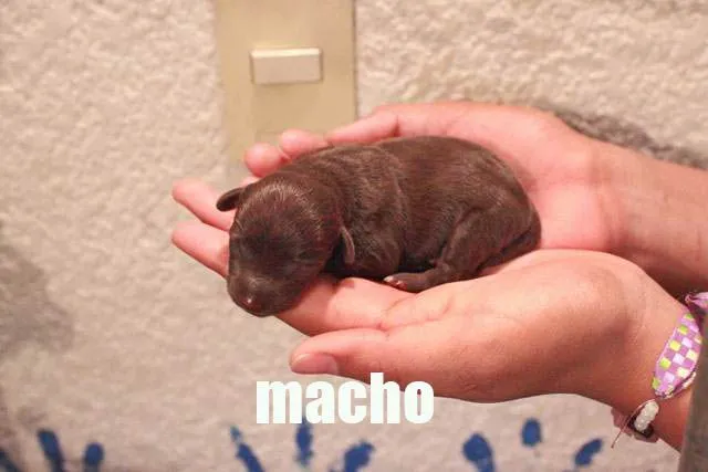 Imágenes de cachorros Chihuahua 1,500 DF- Edo Mex-Puebla en Milpa Alta Imágenes de cachorros Chihuahua 1,500 DF- Edo Mex-Puebla en Milpa Alta