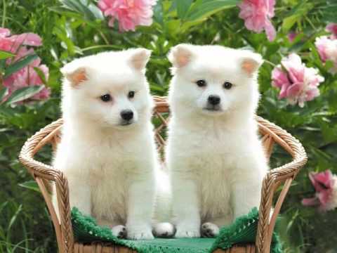 Perros cachorros tiernos y lindos - Imagui