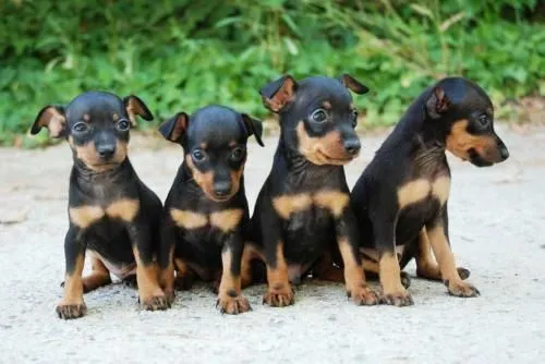 Imagenes de cachorros pincher - Imagui