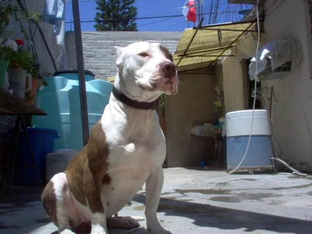 Imágenes de Cachorros Pit Bull/blue Xxl en Mexico Imágenes de Cachorros Pit Bull/blue Xxl en Mexico