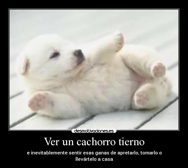 Imagenes de cachorros tiernos con frases - Imagui