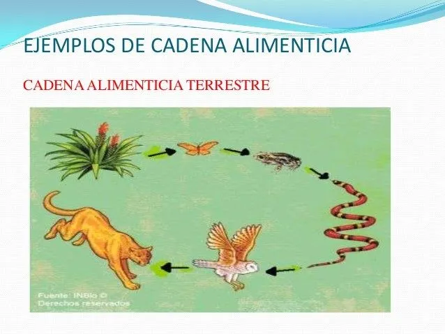 Imagenes de cadena alimentaria terrestre - Imagui