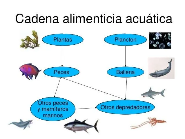 Imagenes de cadena alimenticia acuatica - Imagui