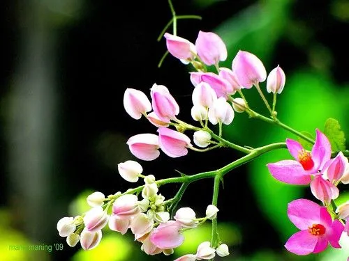 Imagenes • Cadenas de amor