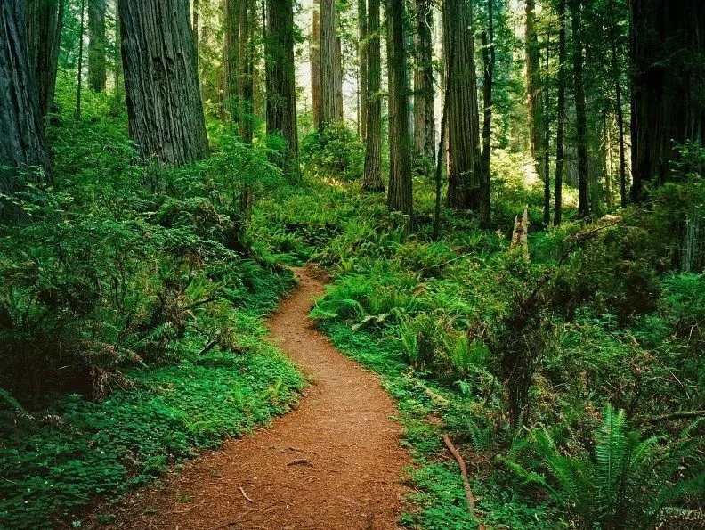 Imagenes De Caminos Con Arboles | Imagenes Para Compartir Imagenes De Caminos Con Arboles | Imagenes Para Compartir