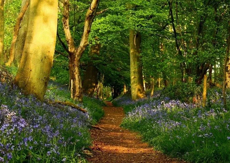 Imagenes De Caminos Con Arboles | Imagenes Para Compartir Imagenes De Caminos Con Arboles | Imagenes Para Compartir