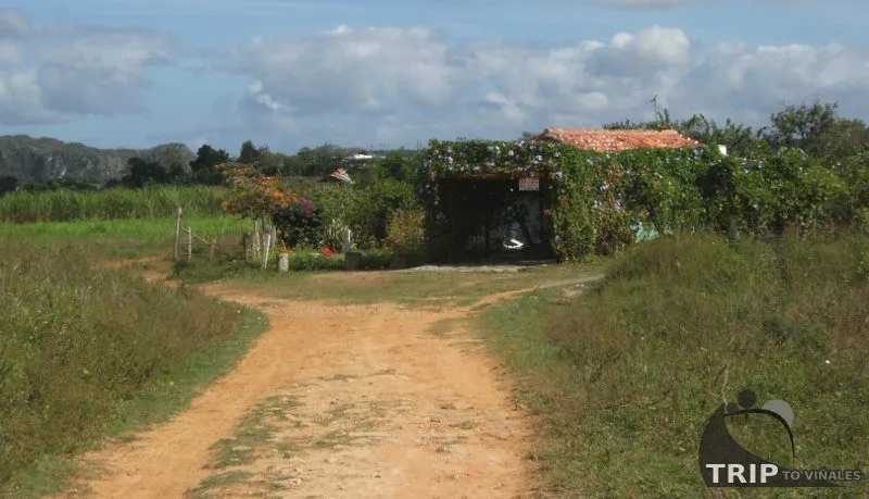 Casa Campo Mileydis. Casa Particular en Viñales. Pinar del Rio ... Casa Campo Mileydis. Casa Particular en Viñales. Pinar del Rio ...