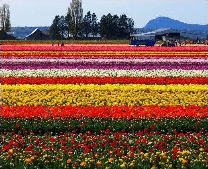 Imágenes de un campo sembrado de flores en Holanda | Ensegundos.do