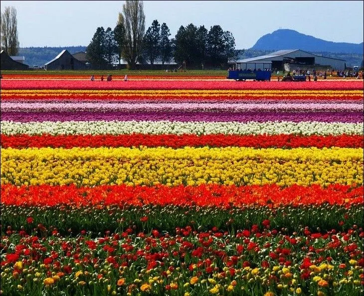 Imágenes de un campo sembrado de flores en Holanda | Ensegundos.do Imágenes de un campo sembrado de flores en Holanda | Ensegundos.do
