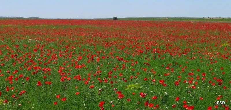 Imagenes de campos de rosas - Imagui