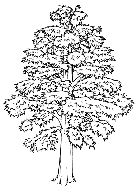 Arboles de cedro para colorear - Imagui