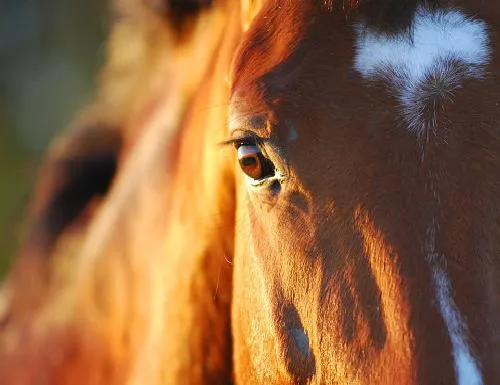 Imagenes de cara de caballos - Imagui