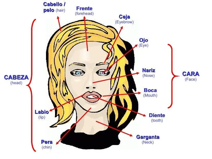 Partes del cabeza en inglés - Imagui