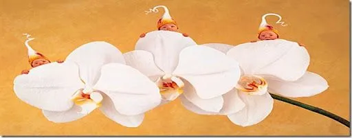 IMAGENES CELESTIALES: Fondos de Pantalla–Bebes de Anne Geddes