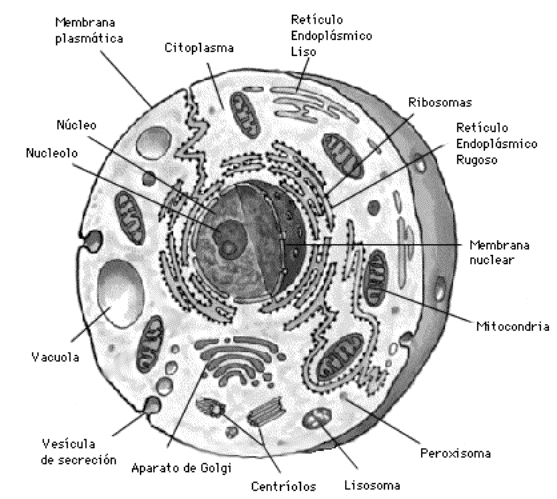 De la celula humana para colorear - Imagui