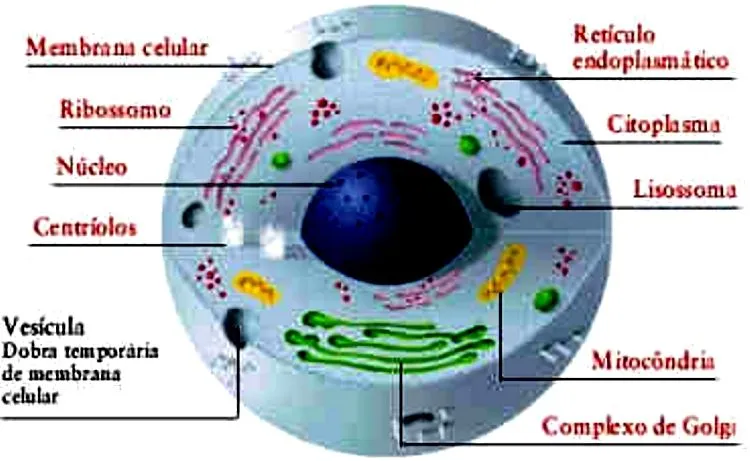 Imagenes de celulas animal - Imagui