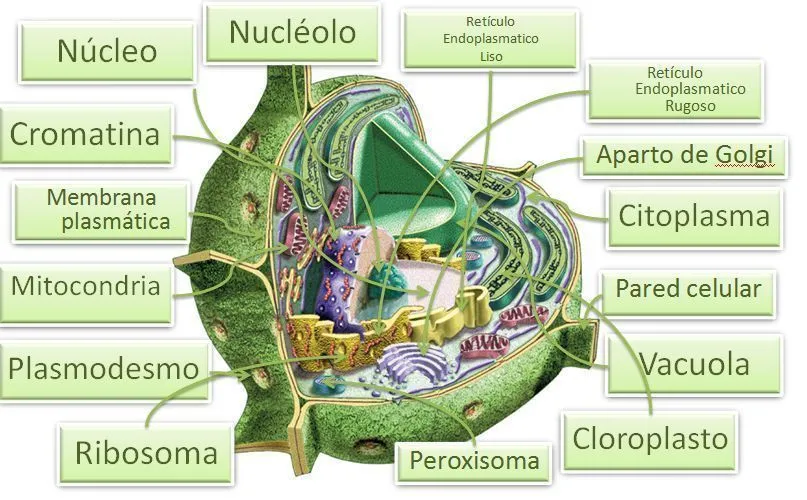 Imagenes de las Células Animal y Vegetal | 3rd "D" Answers