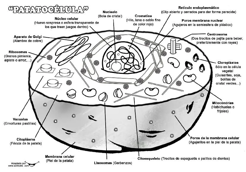 Dibujos para colorear de la celula animal y sus partes - Imagui Dibujos para colorear de la celula animal y sus partes - Imagui