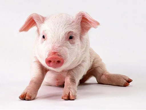 Foto Bazar: cerdito - animales - tierno - wallpaper