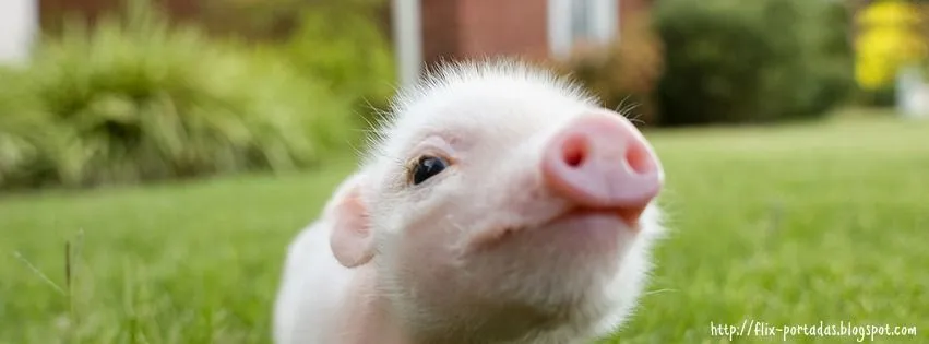 Imagenes de cerditos tiernos - Imagui