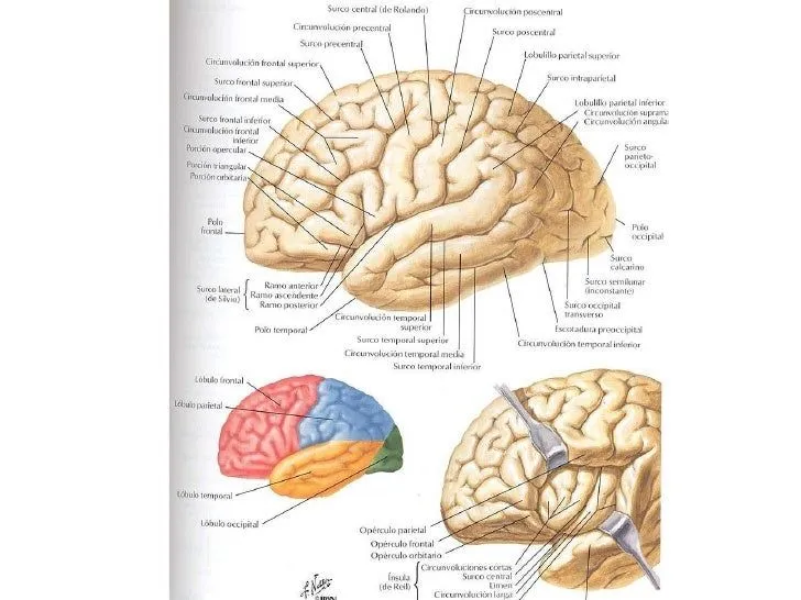 Imagenes de cerebro cerebelo y medula espinal