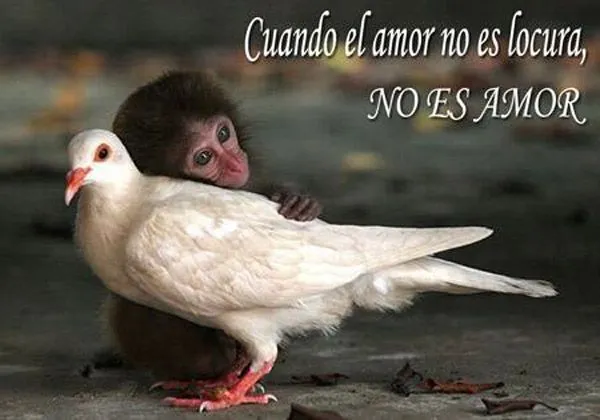 Imagenes de changuitas chistosas - Imagui