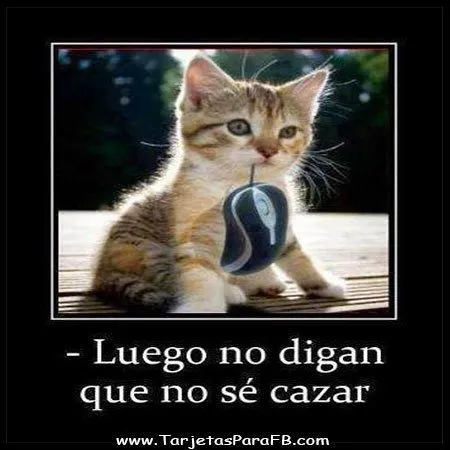 Imagenes chistosas de animales con frases chistosas | imagenes de amor