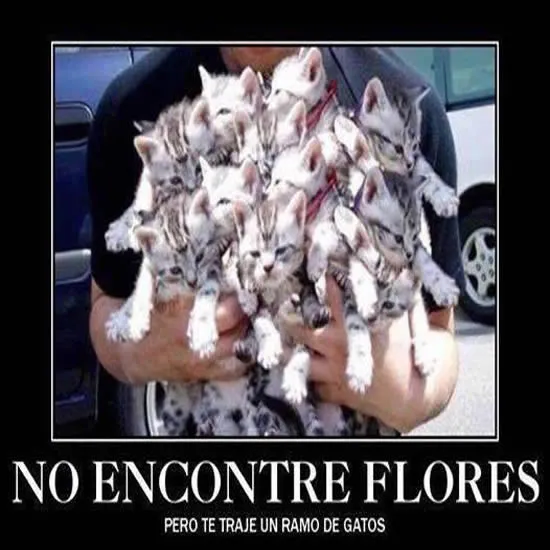 Imagenes Chistosas Y Divertidas Para Regalar En San Valentin ...