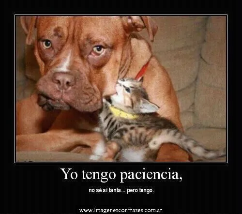 Imagenes+con+Frases+Chistosas+Graciosas+Divertidas+para+Facebook ... Imagenes+con+Frases+Chistosas+Graciosas+Divertidas+para+Facebook ...