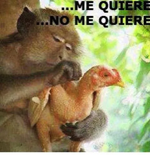 imagenes chistosas fb: Me Quiere No Me Quiere