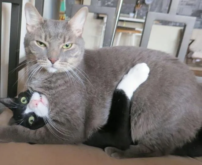 imagenes chistosas fb: Como Demuestran Su Amor Dos Gatos imagenes chistosas fb: Como Demuestran Su Amor Dos Gatos