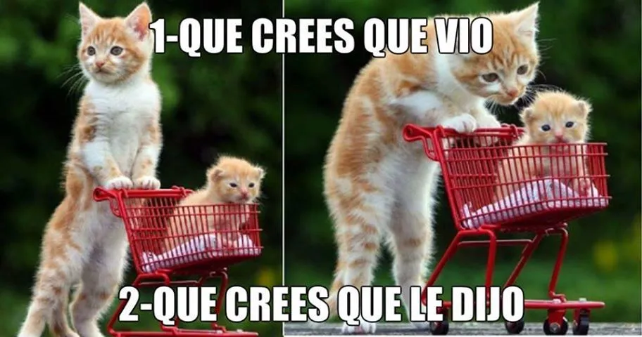 imagenes chistosas fb: un mensaje para su bebe gato imagenes chistosas fb: un mensaje para su bebe gato