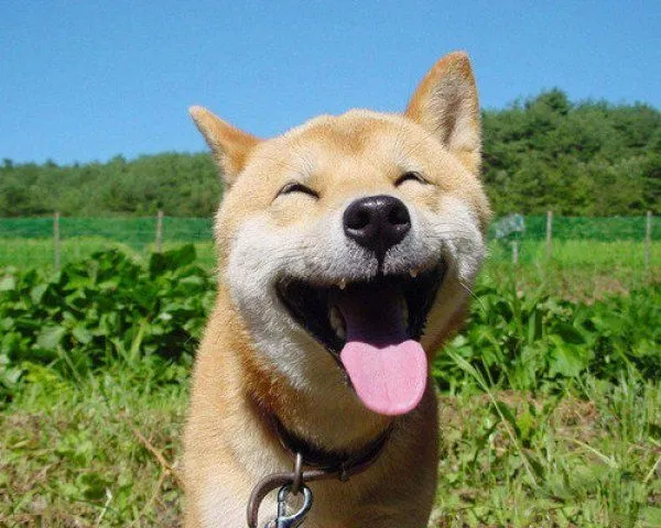 Imagenes chistosas de perros y gatos | Pets Cancún Mascotas y algo ... Imagenes chistosas de perros y gatos | Pets Cancún Mascotas y algo ...