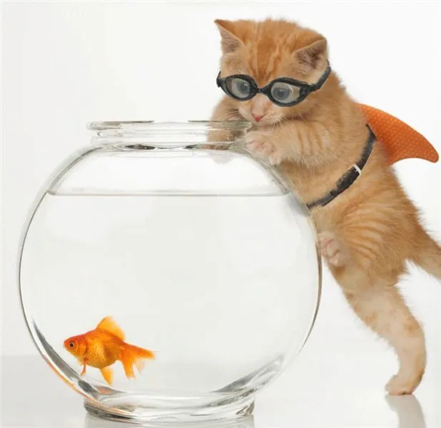 Imagenes chistosas de perros y gatos | Pets Cancún Mascotas y algo ... Imagenes chistosas de perros y gatos | Pets Cancún Mascotas y algo ...