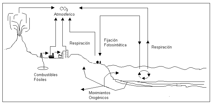 Ciclo de carbono para colorear - Imagui